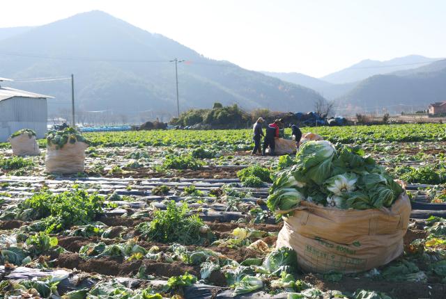 韩国政府扩大白菜储备量 有效应对气候变化