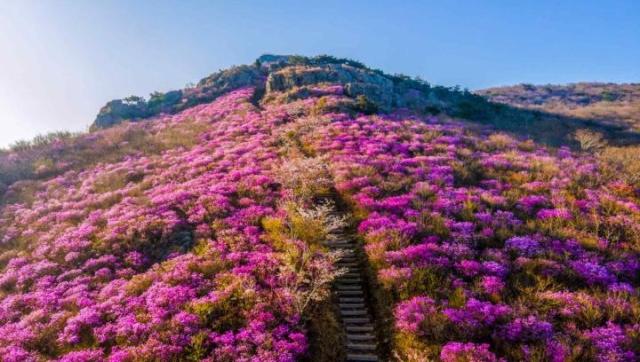 영취산 기암괴석과 진달래 군락