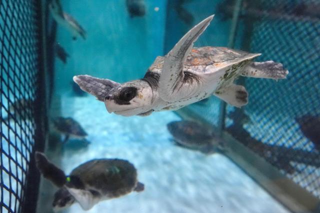 An endangered Kemps ridley turtle in a rehabilitation tank Dec 3 2024 AP-Yonhap