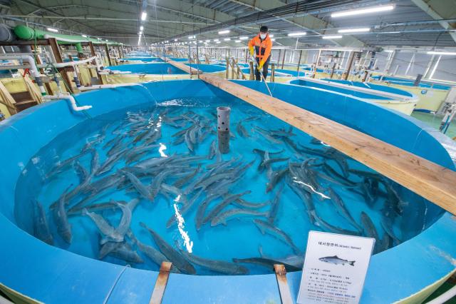 Atlantic salmons in mass cultivation Courtesy of Gangwon Province