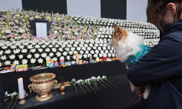 무안국제공항 제주항공 여객기 참사로 주인을 잃은 반려견 푸딩이가 5일 오후 서울 시청 본관 앞에 마련된 희생자 합동분향소를 방문하고 있다 사진연합뉴스