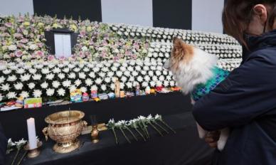 [무안 제주항공 참사] 가족 잃은 '푸딩이'도 조문…물끄러미 위패만 쳐다봐