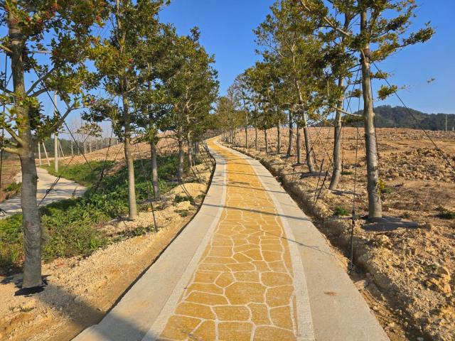 신안군 팔금면 원산리 일원 식재를 위한 수목 구입 현장사진김옥현 기자