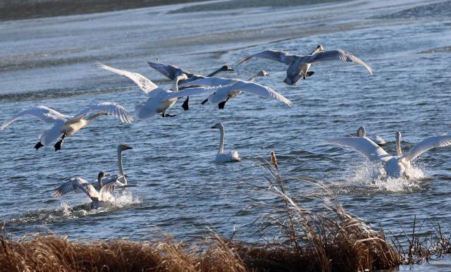 Wild animals thrive in Koreas icy winter