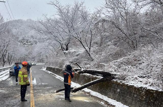 많은 눈이 내린 27일 오전 전북 임실군 성수면의 한 도로에 나무가 쓰러져 소방대원들이 조치하고 있다 2025127 사진전북자치도소방본부