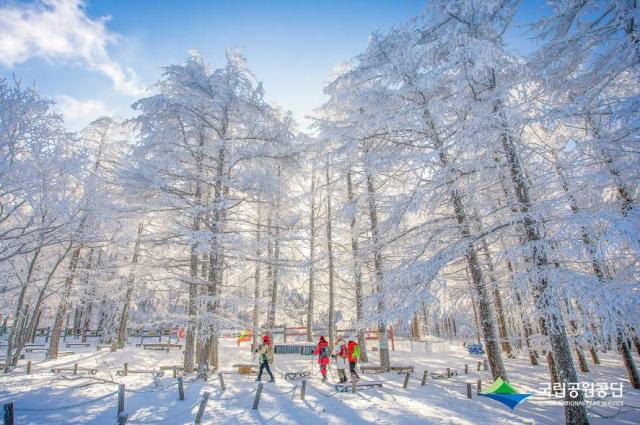 Honorable Mention Walking through the Snowy Forest of Taebaeksan by Heo Yoon-kyung  Provided by Korea National Park Service