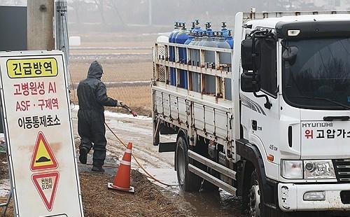 Hàn Quốc thực hiện hoạt động khử trùng trên toàn quốc trong bối cảnh lo ngại về cúm gia cầm