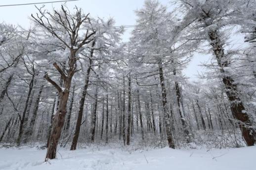 PHOTOS: Winters special gift – Snow flower hike