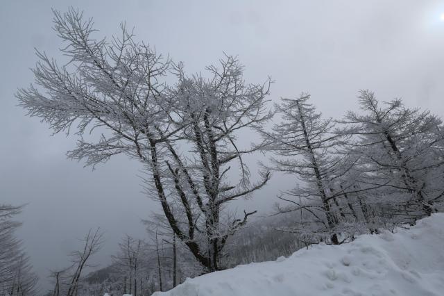 상고대