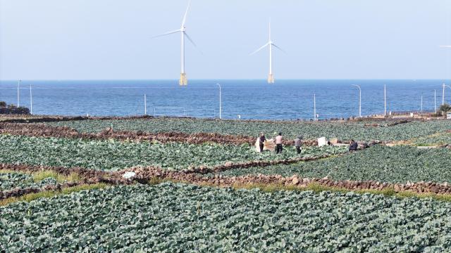 제주시 한림읍의 한 밭에서 농민들이 양배추를 수확하고 있다 YONHAP