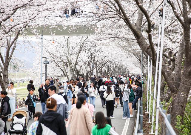 지난 해 물금벚꽃축제 행사 모습 사진양산시