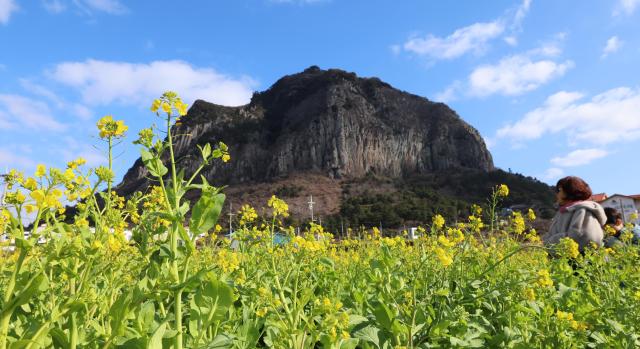 PHOTOS: Harbingers of spring on Jeju Island