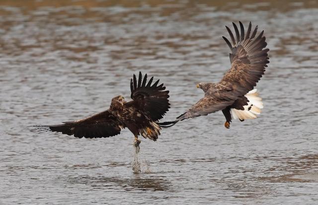 PHOTOS: Wildlife at Gangneungs Namdaecheon Stream