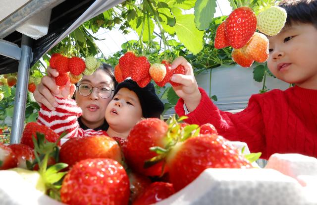 PHOTOS: Exceptional flavor of Korean strawberries