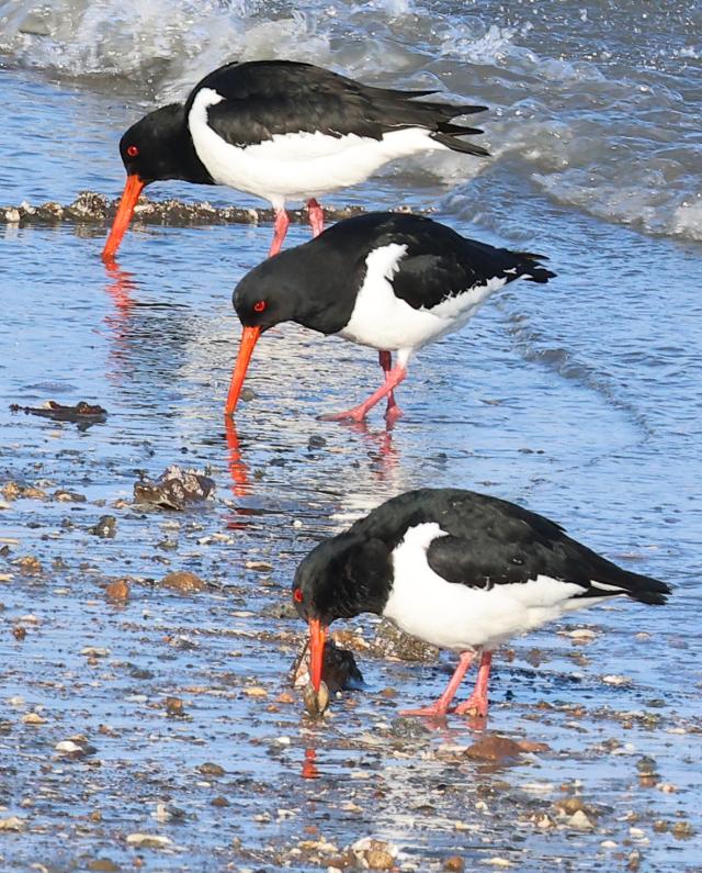 PHOTOS: Rare Eurasian Oystercatcher spotted in South Korea