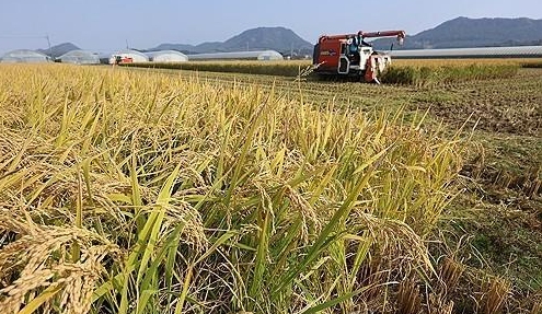 벼 수확 사진연합뉴스