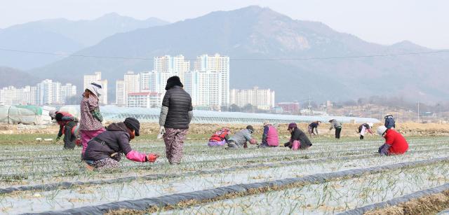  11일 경남 함양군 양파밭에서 농부들이 양파 생육에 도움을 주는 양파잎 세우기 작업을 하고 있다 함양군 제공