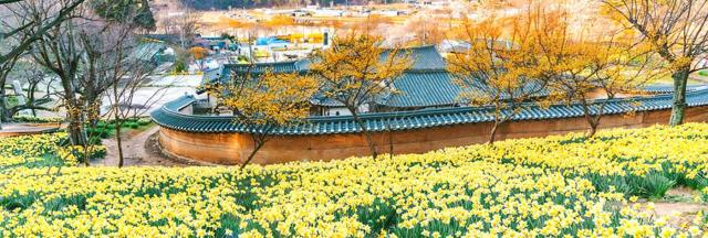 충남 서산 유기방 가옥 수선화축제