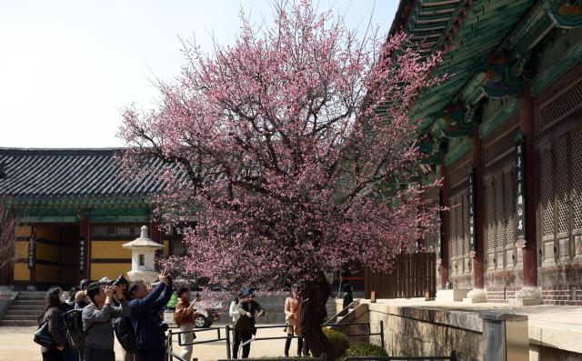 홍매화 사진을 찍는 방문객들 YONHAP