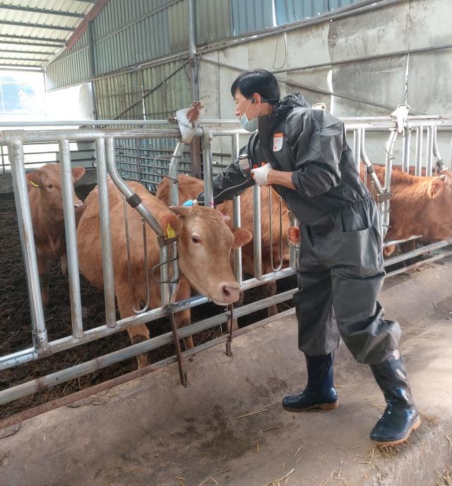 전남의 한 한우농가에서 구제역 백신을 접종하고 있다사진전라남도