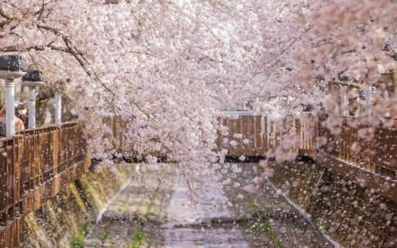 Suối Yeojwa -  một trong những địa điểm ngắm hoa anh đào nổi tiếng ở Jinhae ẢnhThành phố Changwon
