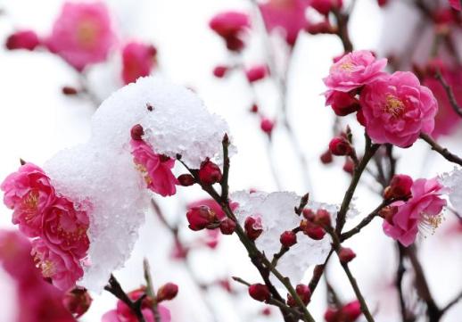 PHOTOS: Late-season snow blankets Korea