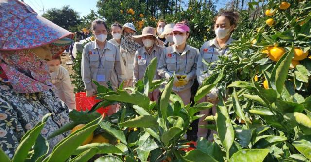 Những công nhân thời vụ đầu tiên của Jeju đến từ tỉnh Nam Định Việt Nam đang học cách hái quýt tại một vườn cây ăn quả ở Namwon-eup Seogwipo-si ẢnhYonhap News