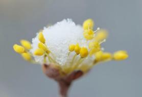 PHOTOS: Spring flowers laden with late snow