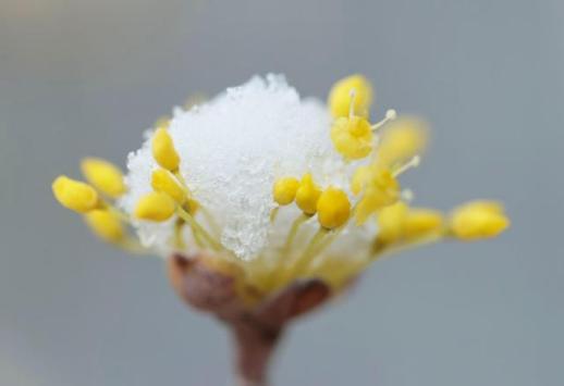 PHOTOS: Spring flowers laden with late snow