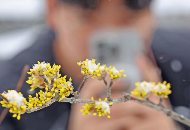 18일 전북특별자치도 임실군 임실읍 임실군청 앞 산수유꽃에 봄을 시샘하는 눈이 쌓여 있다 2025318 사진임실군
