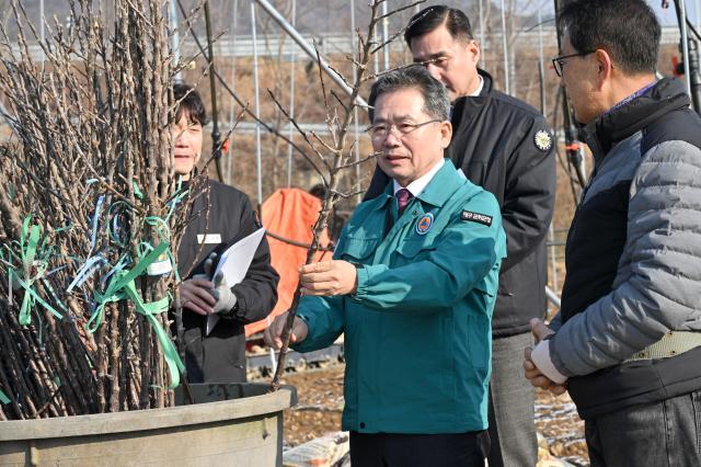 대구 군위군이 신품종 ‘골든볼’ 사과 묘목을 전국 최대 여름 사과 주산지로 도약하기 위한 첫걸음을 내디뎠다 사진대구군위군