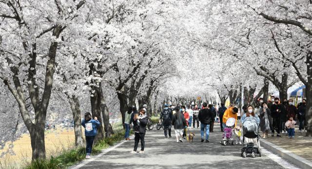 대구 달성군은 3월 마지막 주 달성군 유가읍 한정리와 옥포읍 기세리에서 벚꽃축제가 열린다 사진대구달성군