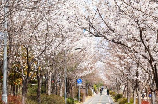 韩国浦项森林公园樱花绽放