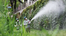 Japanese Encephalitis alert issued