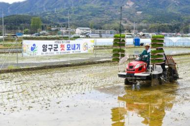 양구군, 첫 모내기 행사…8월 20일경 첫 수확