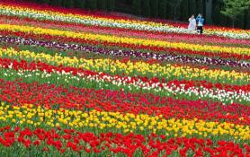 PHOTOS: Spring hues sweep South Korea