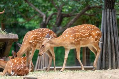 커다란 눈망울의 꽃사슴, 일부 지역 개체수 과밀로 유해야생동물 지정