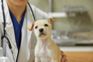펫보험, 가입 주기 줄이고 부담률은 늘리고...당국, 손해율 상승 방지 목적