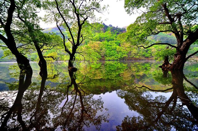 경북 청송 주산지 전경 사진경상북도