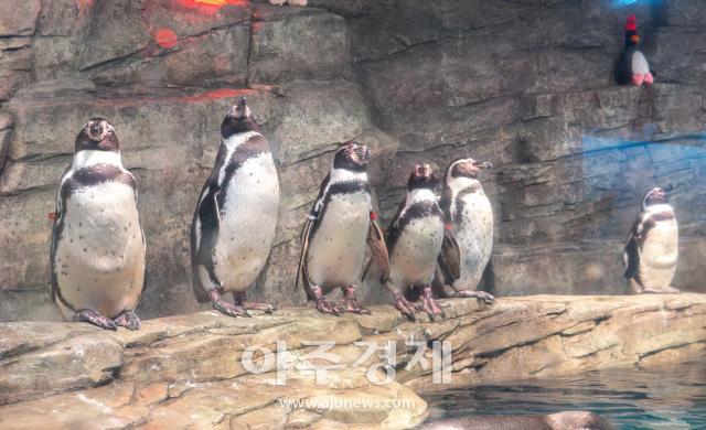 사진유대길 기자 dbeorlf123ajunewscom