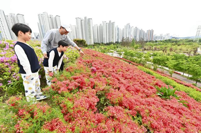 붉게 물든 철쭉 앞에서 아빠가 두 아이에게 꽃을 가리키며 설명하고 있다 계절의 아름다움을 함께 배우는 순간 봄날의 가족 풍경이 따스하게 피어난다 사진하남시