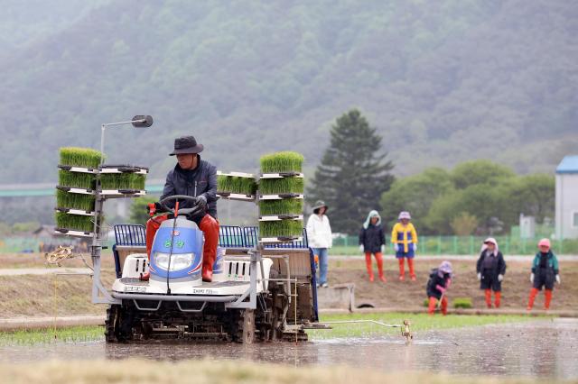 PHOTOS: Rice transplanting season brings life to countryside