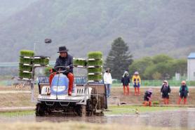 PHOTOS: Rice transplanting season brings life to countryside