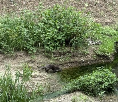 전주 덕진공원에서 목격된 수달사진전주시