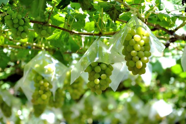 Korean grape exports soar to record high