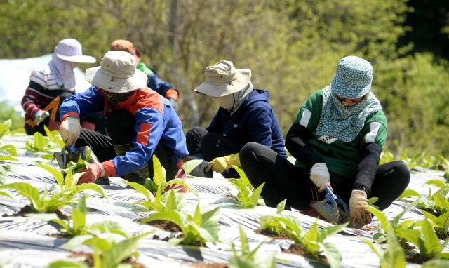 강원 화천군 외국인 계절 근로자사진화천군