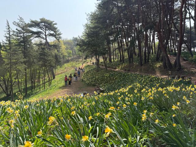 유기방 가옥 뒷편 솔밭 동산에 만개한 수선화 사진김다이 기자