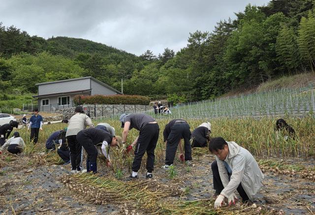 전라남도 농림축산식품국 50여 명이 봄철 농번기를 맞아 고흥 점암면의 70대 마늘 재배 농가에서 일손 돕기를 하고 있다사진전남도