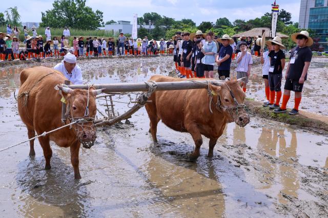 PHOTOS: Traditional way of rice planting