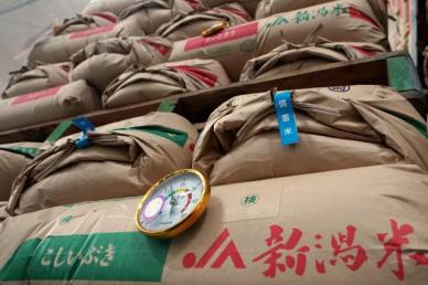 [ASIA Biz] 日고이즈미, 쌀값 인하 선언…"농·정 기득권에 도전장"